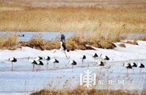 Dulu River Provincial Nature Reserve in Heilongjiang Welcomes Over 200 Oriental White Storks