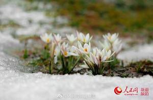 Look! Meadow Woolly Lilies Invite You to Spring