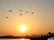 Weihai, Shandong: The Warm Radiance of the Swans' Dance