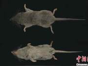 Two New Mammal Species Discovered in Huangshan, Anhui Province