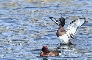 Observation! Critically Endangered Blue-Headed Duck Spotted in Fushun Hun River