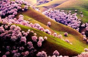 Largest Wild Fruit Forest in Asia, Xinjiang’s Hidden Paradise: Breathtaking Flower Fields!