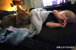 The Contrasting Personality of the Gorgeous Orange Cat! Appearing Noble and Cold, But Actually Extremely Attached to the Little Master