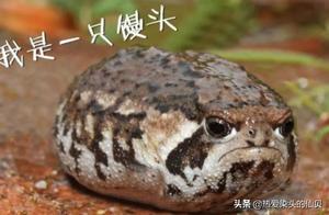 Loaf Frog: As a Frog, I Can't Hop or Jump, It's So Embarrassing!