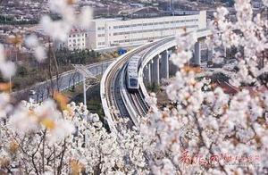 Da Laoshan Cherry Blossom Valley: Cherry Blossoms Bloom Like the Sea, Resembling a Fairyland