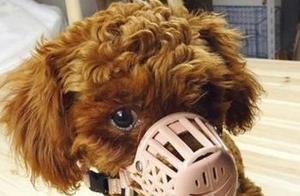 Six Behaviors of Poodles Indicate They Have Been Excessively Spoiled – Correct It Now!