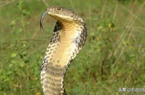 Which animal is the most poisonous in the world? The reticulated python ranks number one.