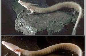 For 7 Years, They Don't Eat or Move, Mate Only Once Every 12 Years – Why Does This ‘Dragon-Like’ Creature Live So Long?
