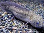 How Long Can It Survive Without Eating, Drinking, or Defecating? Some Fish Can Survive for One Day, While Others Can Survive for Three to Five Years