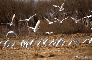 Zhangye, Gansu: Wetland Beauty, White Egrets Flying