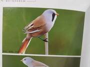Yellow River Delta Birds – Brown-headed Partridge