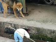 Observing a 'Child' with a Stick Attempting to Hit a Dog - A Misunderstanding