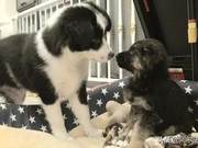 Once a Border Collie Treated a Shepherd as a Toy, Now the Shepherd is Someone You Can't Afford to Offend