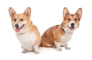 How to Train a Corgi: What Should the Initial Training Content Include?