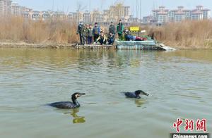 Qingdao, Shandong Province Enters Migratory Bird Migration Season as Volunteers ‘Protect Flights’