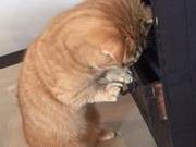 The cat opened a drawer, but couldn't find anything, making everyone burst out laughing.