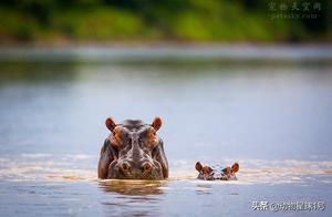 Have You Ever Seen Baby Hippos? You Won't Believe What These Little Hippo Babies Look Like!