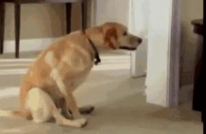 Why Don't Animals Wipe After Pooping, But Humans Can't?