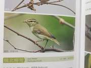 Yellow River Delta Birds – Northern Willow Warbler