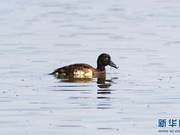 Critically Endangered Green-Headed Duck Spotted in Yunnan's Baoshan