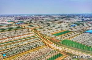 Millions of Acres of Pear Blossoms in Bloom, 'Fragrant Snow Sea' Becomes Reality