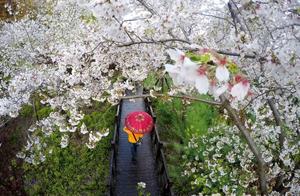 Spring Rain Cherry Blossom Path - Even More Beautiful After the Rain