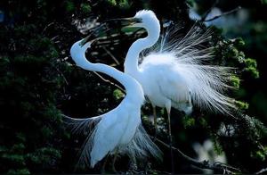 Guiding County: The 'Thousand-Year Bird Road' Migration Begins