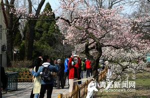 Plum Blossoms and Peach Blossoms Have Bloomed! Qingdao Parks Reopen with Conditions...