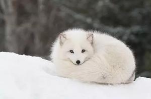Delightful White Fox