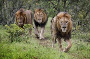 How Does a Young Lion Avoid Being Kicked Out of the Lion Pride? That's when the lion pride is sufficiently weak.