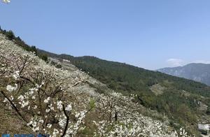 Wuling: Lilacs Blooming Across the Hills, Like Snow and Paint Welcoming Spring