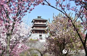 Yanguyang, Henan: Cherry Blossoms Pressing Branches, Spring Light Suddenly Appears
