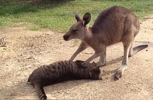The cat is basking in the sun, a kangaroo arrives beside it, and a man tries to rescue it but bursts out laughing