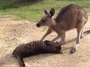 Man Thought Kangaroos Would Harm Cats, Then Realized Something Was Wrong: 'I've Seen This Before?!'