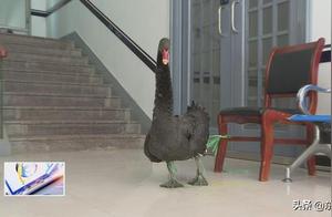 Police and Public Unite to Rescue Injured Black-Necked Swan; Returns to Nature After Recovery
