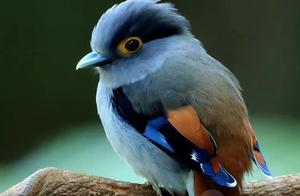 Biodiversity Encyclopedia: Vertebrates – Silver-Chested Silvertip Bird: Unbelievable! This Cute Bird is Actually a 'Clumsy Fellow'