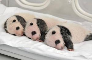 Why Do Giant Panda Cubs Look Like Small Mice When They Are Born?