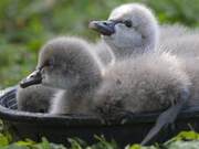 Black Swan (Newborn)