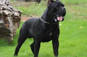Fierce Corso Dogs: Protectors of Owners and Property