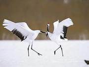 Transcendental Programmer: The Bald Red Crane