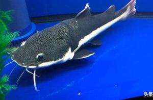 How to Deal with Fish Waste and Food Residue at the Bottom of the Fish Tank? Find 3 Reasons and 3 Solutions