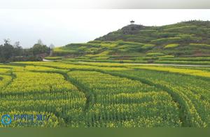 Dengjiao, Chongqing: 3800 Mu of Rapeseed Flowers in Full Bloom, Creating a Golden Flower Sea to Beautify the Beautiful Rural Area