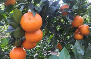 After-dinner fruit, a fragrant and juicy mandarin with crisp flesh and juice, to relieve thirst and replenish Vitamin C