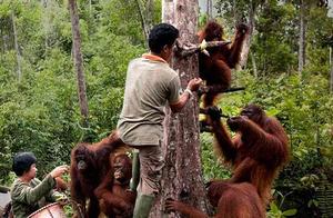 Indonesian Man in a River Where Snakes Were Present, Wild Orangutan Extends a Hand to Help
