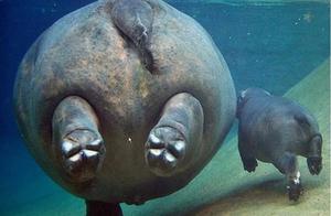 Animal Family Photos: The Images Are Remarkably Healing, with the Penguins' Baby-Care Methods Being the Strangest
