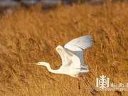First Batch of Migratory Birds Return to Seven Star River Wetlands