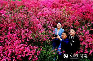 People's Daily: Golden Sand Peak Azaleas Bloom