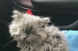 A Woman Finds a Dirty Cat by the Road and Smiles Silently When She Turns Around!