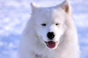 Psychology: Which Arctic Wolf is the Most Authentic? Test Your Sixth Sense Accuracy