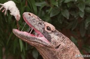 What Changes Occur to the Body When a Human is Bitten by a Komodo Dragon's 'Giant Lizard'? See the Fate of This Meat